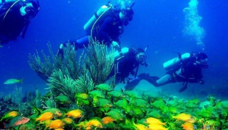  Удивительные рифы Кубы — рай для дайверов 